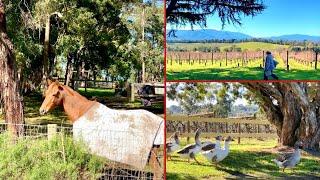 墨尔本周末好去处｜亲近大自然 ｜Explore the countryside of Melbourne | Yarra Valley Winery