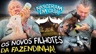 NOVOS INTEGRANTES NA FAZENDA: FILHOTES DE CABRITOS E CORDEIROS! | A CASA DOS BICHOS