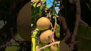 Amazing Mangoes  #mango  #gardening #mangonews