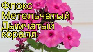 Флокс метельчатый Дымчатый коралл. Краткий обзор, описание phlox paniculata Dymchatyi korall