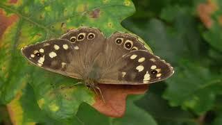 Speckled Wood Butterfly