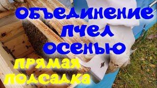 ОБЪЕДИНЕНИЕ  ПЧЕЛИНЫХ СЕМЕЙ ОСЕНЬЮ. ПРЯМАЯ ПОДСАДКА ЭТО ПРОСТО. ПОДСИЛИВАНИЕ СЛАБЫХ СЕМЕЙ.