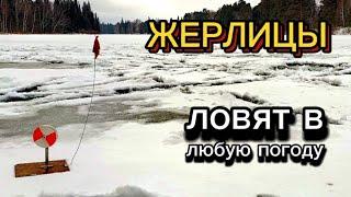 Погода дрянь, но ЩУЧКА есть! ЖЕРЛИЦЫ. Курья Арышевская.