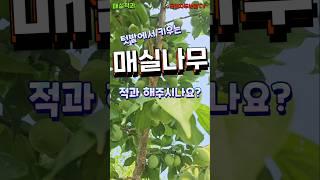 매실나무 - 텃밭에서 키우는 매실나무도 적과를 해주나요? #매실 #매실나무 #매실적과 #텃밭과수 #매화나무