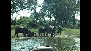 Juvenile Elephants Bathing and Playing along the Chobe River Botswana