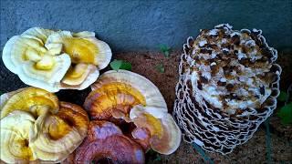 Golden Reishi Sawdust Logs in Forest and Greenhouse