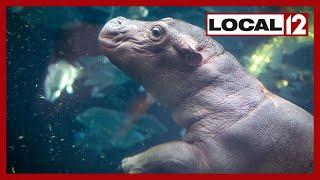Cincinnati Zoo-goers could see new hippo calf Fritz on exhibit very soon