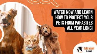 Seasonal Pet Health Tips: Protect Your Pets from Parasites Year-Round | Flea & Tick Prevention