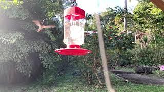 Hummingbirds - Belize 2019