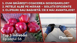 Coacerea gogoșarilor |Pete albe pe mărar |Clipsuri sau bagheta - ce e mai avantajos? Top 3 - Ep 56