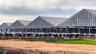 LA MAYOR GRANJA DE VACAS LECHERAS DE AMÉRICA DEL SUR