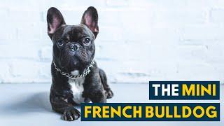 Mini French Bulldog: All the Love and Charm in A Smaller Body!