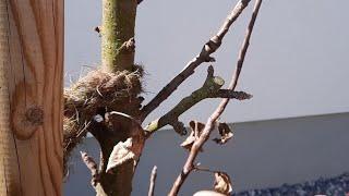 Säulenobstbäume fachgerecht schneiden