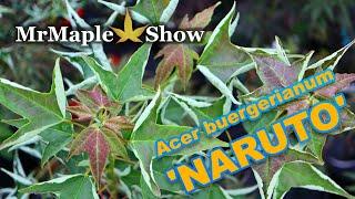 Acer buergerianum 'Naruto' Trident Maple ! Birds in Flight Rare Tree