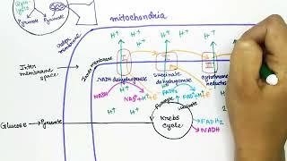 Electron Transport Chain (English) by Snigdha Goswami