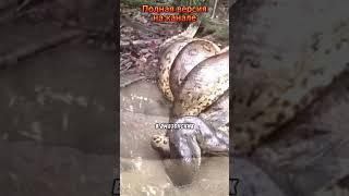 ️Анаконда против Крокодила! Кто кого? #дикаяприрода #экстремальнаяприрода #natureisamazing