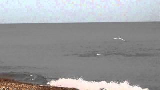 Herring Leaping out of the Sea at Hastings