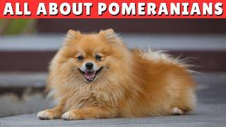 Pomeranian Dogs 101 - What Every Owner Should Know