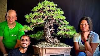 Bonsai Intensive Workshop with Mauro Stemberger