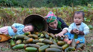 A lucky day for my two children - harvesting melons to take to the market to sell | Chúc Thị Dương