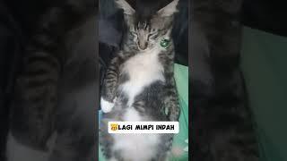 Kucing hitam tabby, so cute #cutecat #foryou #cat #catlover #catvideos #tabbycat