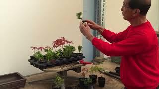 Creating Bonsai from Starter Tree Material