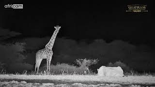 Giraffe Watches Lioness Sleeping