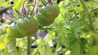 Grow Fruits - Green Tomatoes Blooming In Garden #growfruits #tomatoes #gardening #worldgardeners