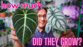 Do REAL Grow Lights Make a Difference? | Grow Light & Grow Tent Update!