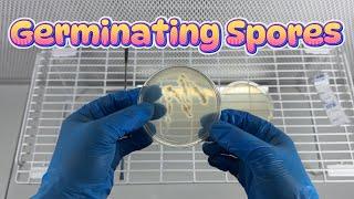 The Easiest Way to Germinate Mushroom Spores