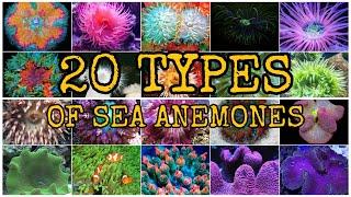 20 TYPES OF SEA ANEMONES