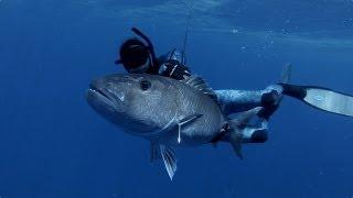 Spearfishing with Bullsharks & Big Jobfish