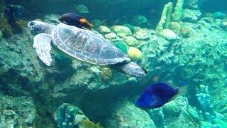 SEAWORLD ORLANDO - DISNEY -  SEA WORLD ⭐