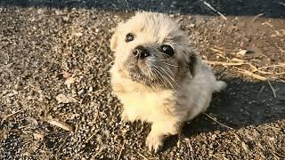 A homeless puppy musters courage to approach a stranger, hoping for a bite to fill his empty belly.