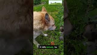  Собаки устроили набег на жимолость! Такого я не ожидал 