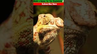 Made a House For The Chameleon||#ytshorts #shortfeed #youtubeshorts #unitedstates