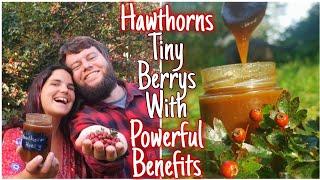 The Hawthorn Tree️ Medicinal benefits & Identification - Plus Hawthorn Honey Easy To Follow Recipe