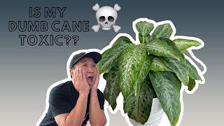 Poisonous Plant? | Dumb Cane Experience