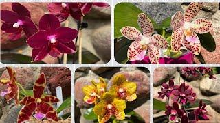 ЦВЕТЕНИЕ фаленопсисов.Часть 2. Phalaenopsis orchids.