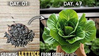 How To Grow Lettuce At Home From Seeds? (STEP BY STEP)