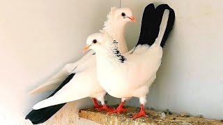 Пошли пискуны-голуби племянника. My nephew's pigeons and their babies.