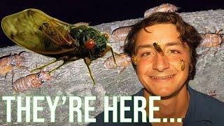 Millions of Cicadas are Invading...This is Why! (13 Year Cicadas Explained)