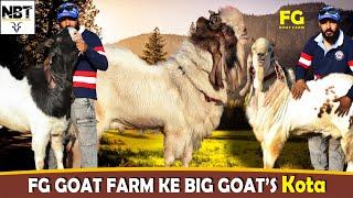 FG Goat Farm Ke Big Goat’s Kota Breed