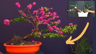 Easiest Way to Make Bougainvillea Bonsai With Update