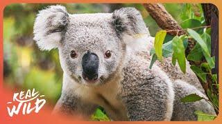 The Fight to Save Australia's Koalas From Deadly Wildfires | Full Wildlife Documentary