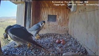 FalconCam Project ~ X Brings Prey For Di - RUNS TO EGGS!  Goodbye Cruel World Jumps For X  9.10.24