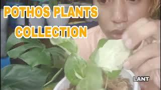 MY POTHOS PLANT COLLECTIONS  |Kleo's Channel
