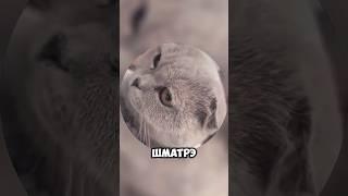 ШМАТРЭ  #t2x2 #реакция #юмор #история #мем