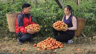 Couple Harvesting Tomatoes Together go to market to sell - Cooking - Warm Family Meal | Lý Phúc An