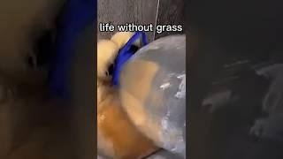 POV LIFE WHIT GRASS#shorts#memes#grass